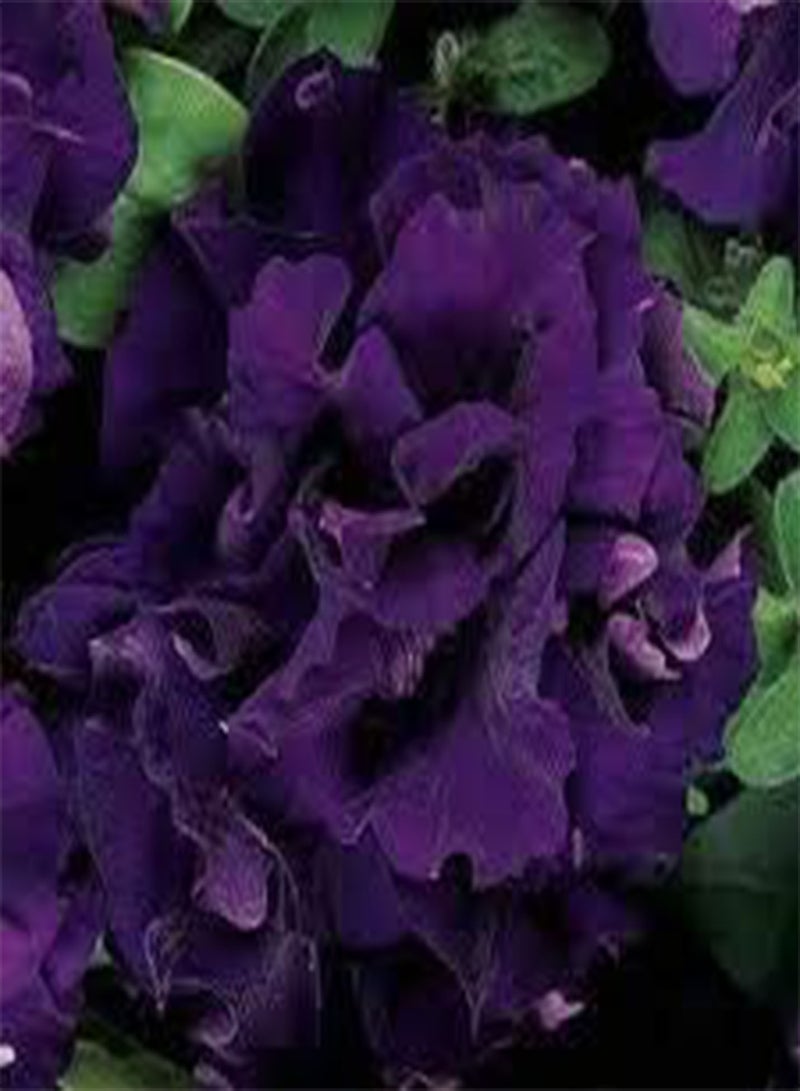 GGOOT 100 Purple Carnation Flower Seeds - Image 2