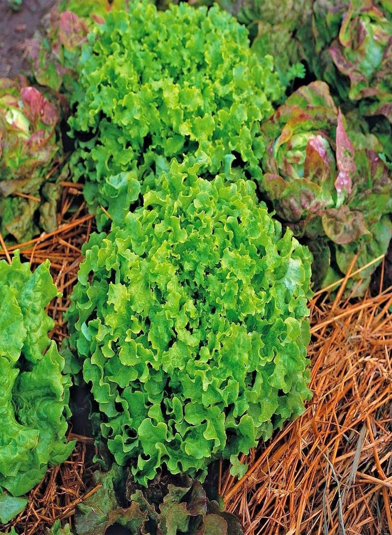 GGOOT Green Salad Bowl Lettuce - Lactuca Sativa 'Salad Bowl' Vegetable Seeds, Loose-Leaf Lettuce Home Garden Planting by Heavy Torch, 400 Seeds