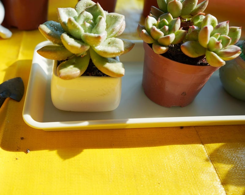 VUWEZ 2 Pack Plastic Plant Tray Saucer, Rectangular, Indoors Outdoor, Water Drip Tray for Flower Pot Planter, Windowsill (6 X 11 Inch, Beige) - Image 5
