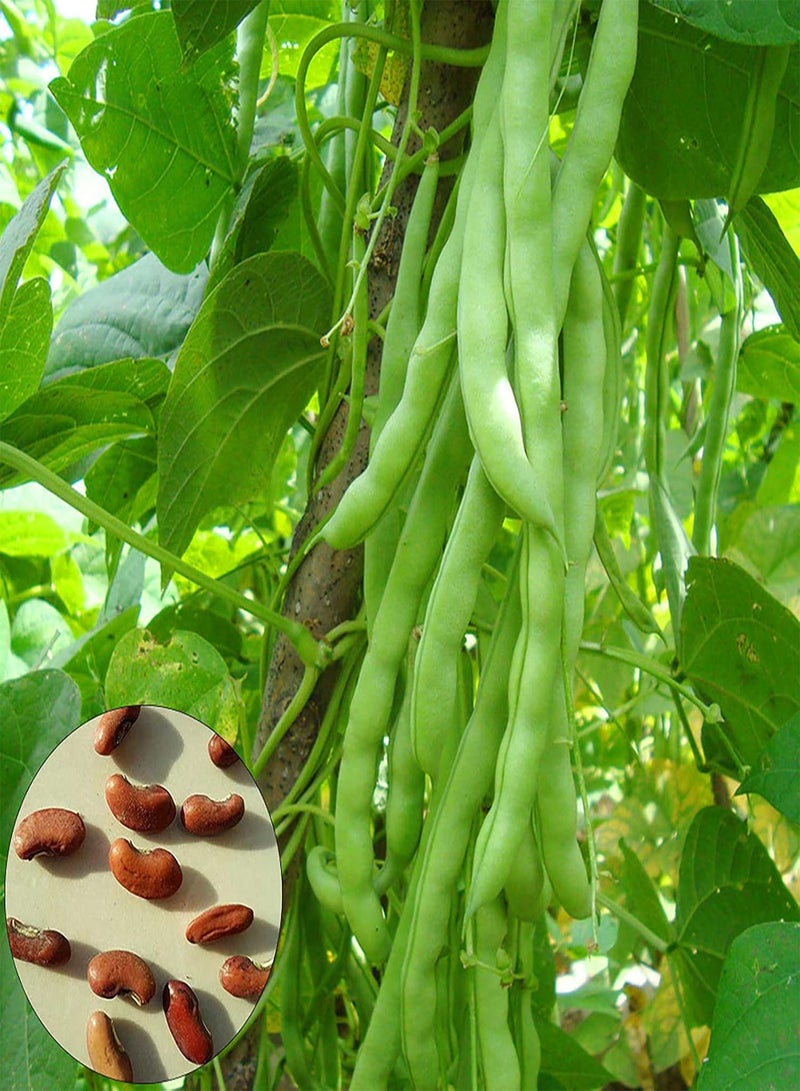 GGOOT Vegetable Seeds 100Pcs Runner Beans Garden Fresh Vegetables Vine Seeds for Planting Garden Farm Outdoor Indoor Seeds - Image 3