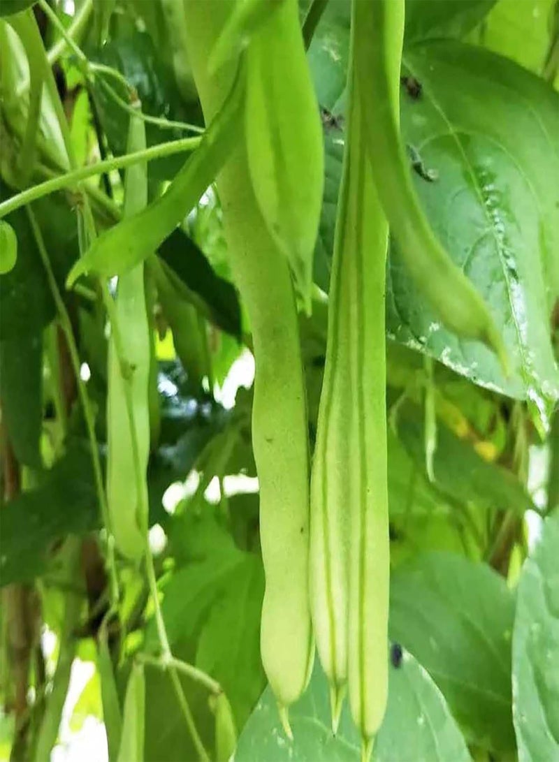 GGOOT Vegetable Seeds 100Pcs Runner Beans Garden Fresh Vegetables Vine Seeds for Planting Garden Farm Outdoor Indoor Seeds - Image 4