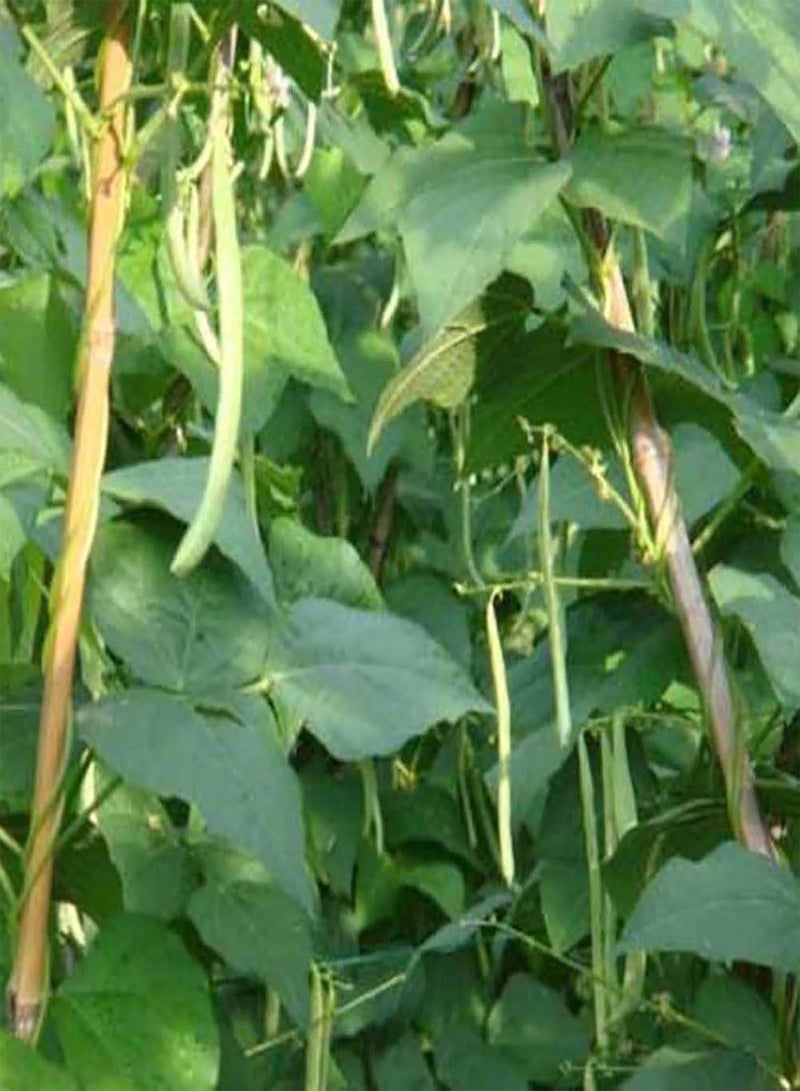 GGOOT Vegetable Seeds 100Pcs Runner Beans Garden Fresh Vegetables Vine Seeds for Planting Garden Farm Outdoor Indoor Seeds - Image 5