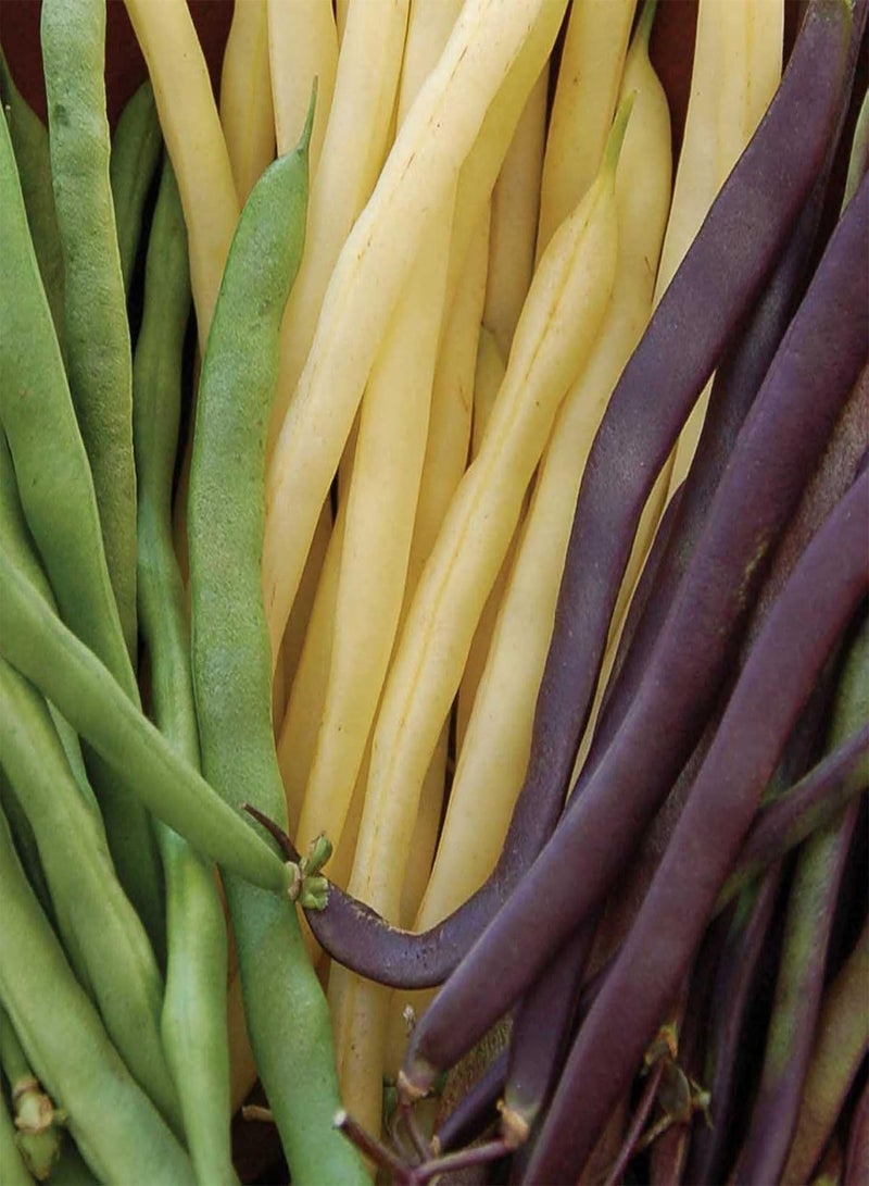 GGOOT Vegetable Seeds 100Pcs Runner Beans Garden Fresh Vegetables Vine Seeds for Planting Garden Farm Outdoor Indoor Seeds - Image 2