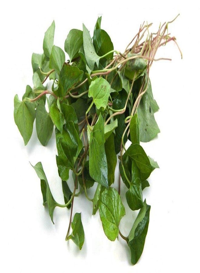Nature Tea Houttuynia Herb - Dried Houttuynia cordata C/S 100% from Nature (8oz) - Image 4