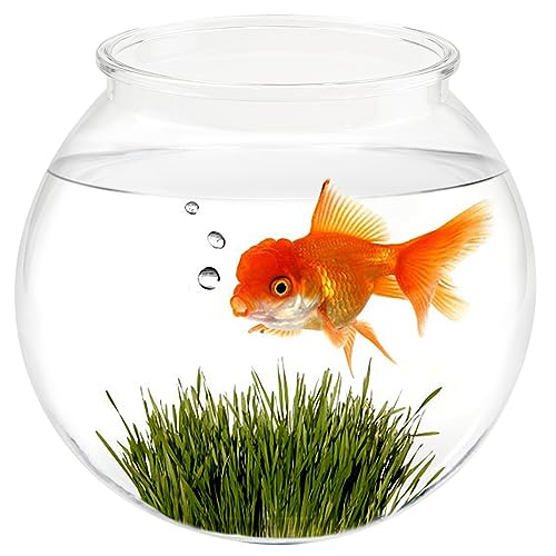 YOLUFER Small Aquarium Fish Bowl Round Terrarium Bowl Home Office Table Decor Transparent Plastic Tank for Betta Fish Goldfish - Image 1