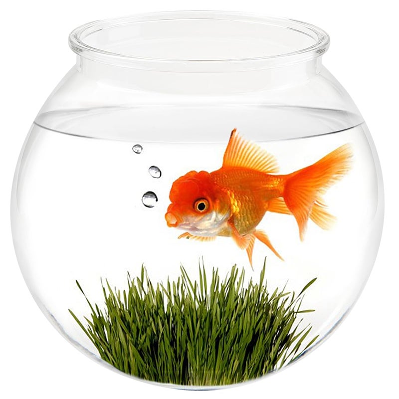 YOLUFER Small Aquarium Fish Bowl Round Terrarium Bowl Home Office Table Decor Transparent Plastic Tank for Betta Fish Goldfish - Image 2