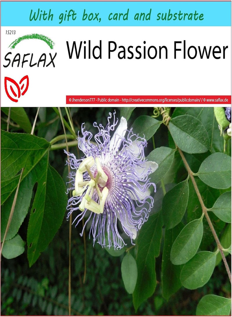 GGOOT Gift Set - Wild Passion Flower - 5 Seeds - Passiflora incarnata - Image 1