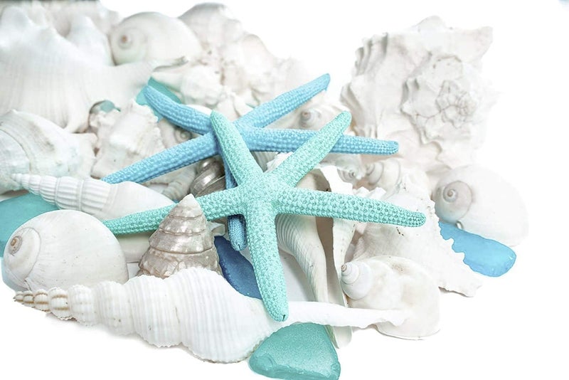Nautical Crush Trading Sea Shells - White Real Mixed Beach Seashells (1lb) with Starfish & Sea Glass - Shells for Crafts - Ocean Decor - Beach Party Decorations - Seashell Decor - Large Shells Crafts - Image 5