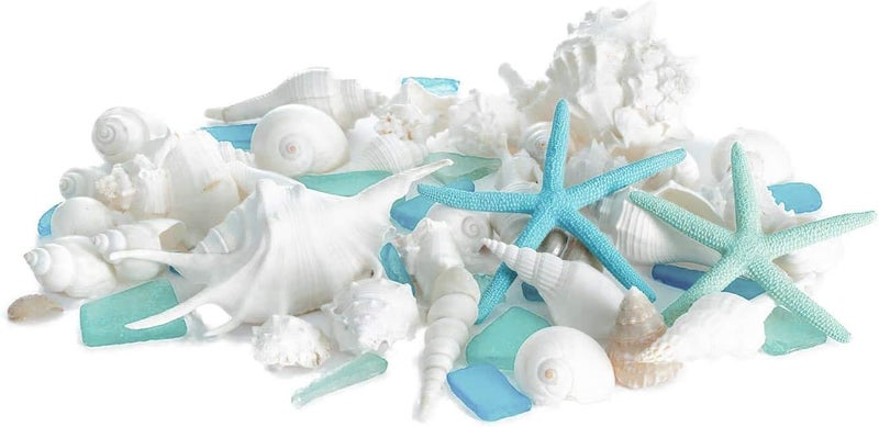 Nautical Crush Trading Sea Shells - White Real Mixed Beach Seashells (1lb) with Starfish & Sea Glass - Shells for Crafts - Ocean Decor - Beach Party Decorations - Seashell Decor - Large Shells Crafts - Image 2