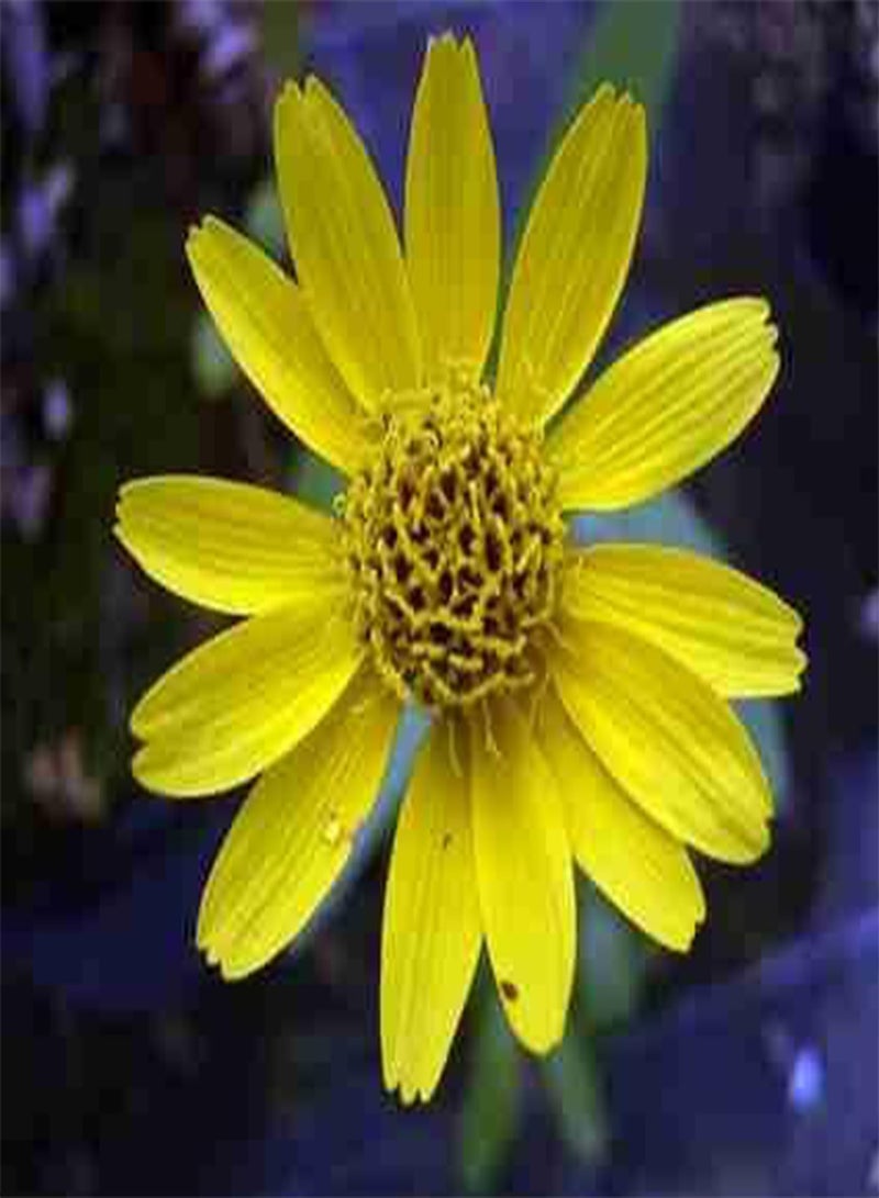 GGOOT Arnica chamissonis 100 Seeds