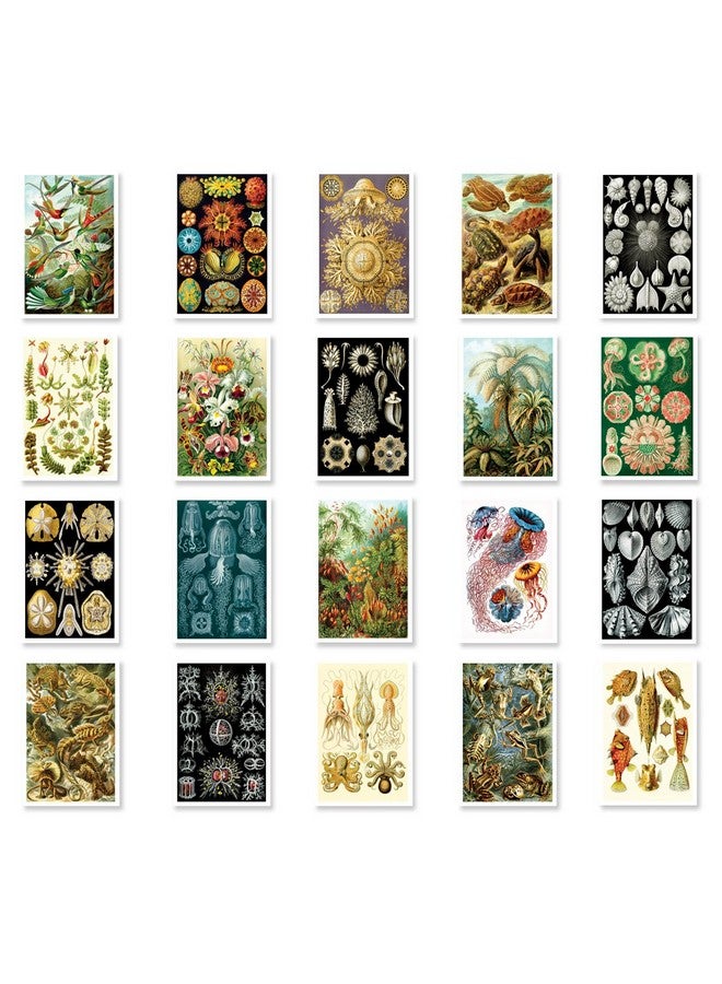 Postcard Fair NATURAL CURIOSITIES by Ernst Haeckel postcard set of 20 postcards. Botanical illustrations theme post card variety pack. Made in USA. - Image 1
