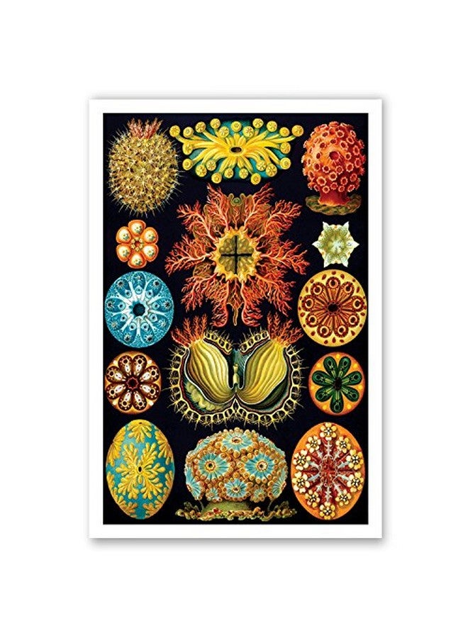 Postcard Fair NATURAL CURIOSITIES by Ernst Haeckel postcard set of 20 postcards. Botanical illustrations theme post card variety pack. Made in USA. - Image 4