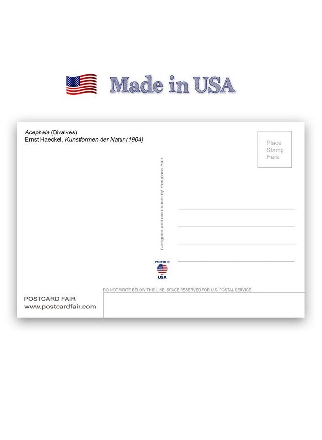 Postcard Fair NATURAL CURIOSITIES by Ernst Haeckel postcard set of 20 postcards. Botanical illustrations theme post card variety pack. Made in USA. - Image 2