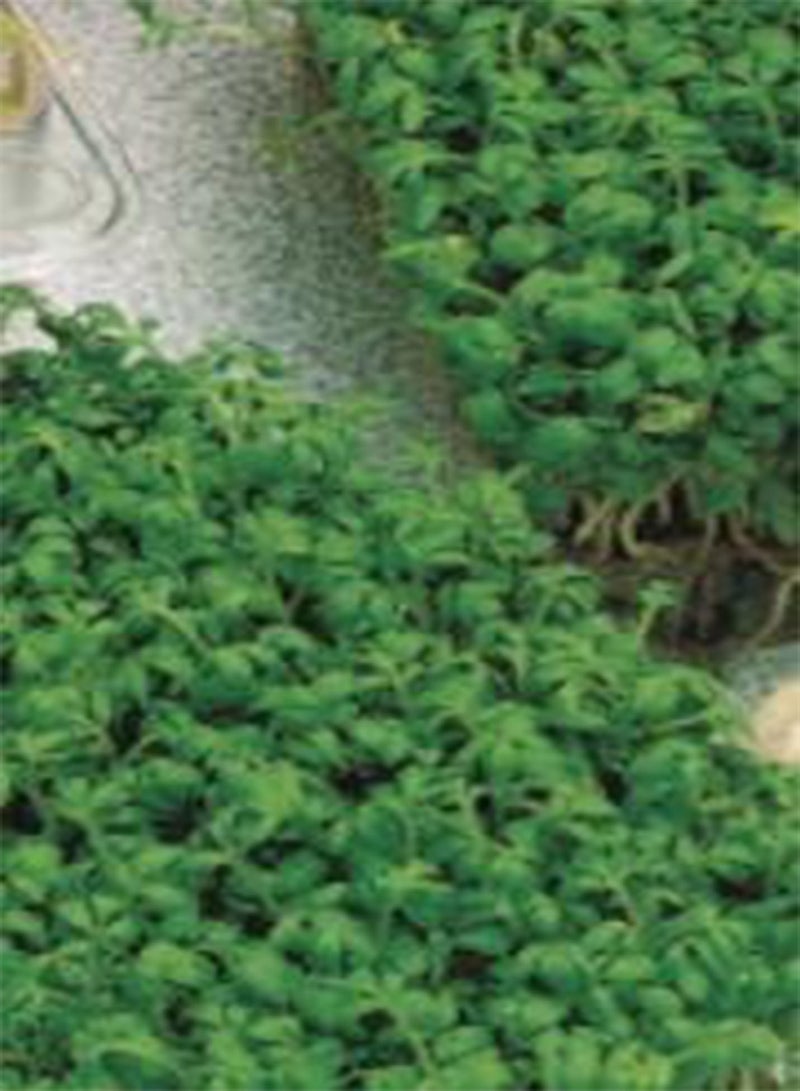 GGOOT 1040 Seeds of Cress Curled, Simply Garden Fresh Herb Fruit & Vegetable Seeds Grow Your Own Indoors Outdoors