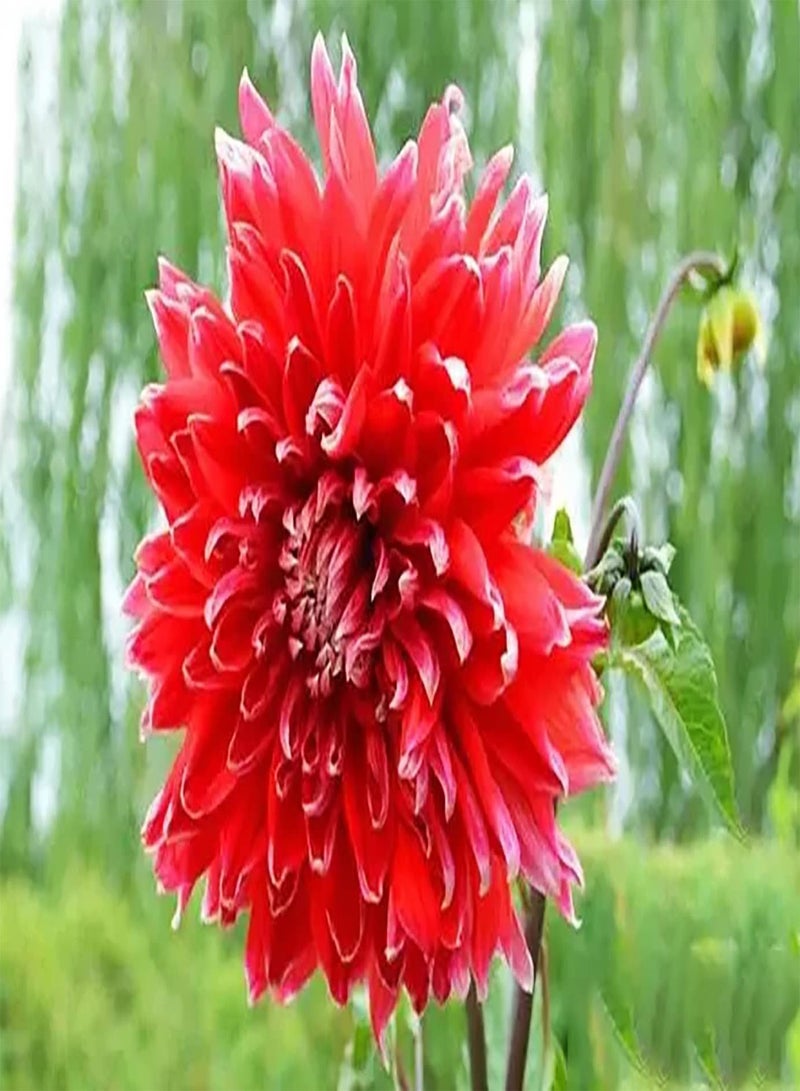 GGOOT 2pcs Rode Dahlia Bollen Boeket Decoratieve Gesneden Tuin Tuin Beplanting Exotische Artistieke Accenten Brengen Gevoel Van Prestatie Weinig Onderhoud - Image 2