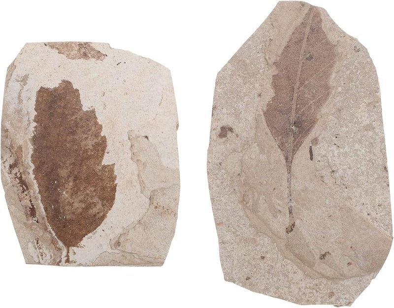 كلاراكو حفريات نبات كلاركو حفريات أوراق النباتات المتحجرة الأحجار الكريمة حفريات شجرة كزبرة البئر حفريات أوراق النخيل حفريات أوراق الجنكة مجموعة نباتات الزينة حفريات الهدايا عينات حفريات الصخور الحقيقية - Image 1