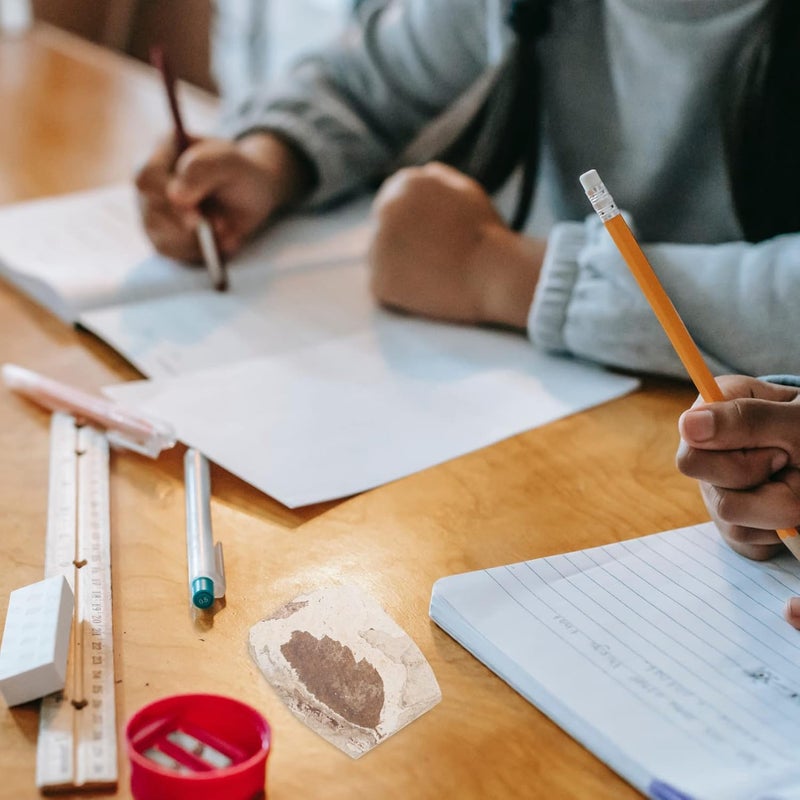 كلاراكو حفريات نبات كلاركو حفريات أوراق النباتات المتحجرة الأحجار الكريمة حفريات شجرة كزبرة البئر حفريات أوراق النخيل حفريات أوراق الجنكة مجموعة نباتات الزينة حفريات الهدايا عينات حفريات الصخور الحقيقية - Image 5