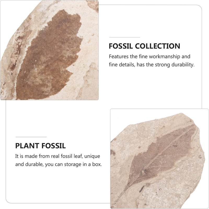 كلاراكو حفريات نبات كلاركو حفريات أوراق النباتات المتحجرة الأحجار الكريمة حفريات شجرة كزبرة البئر حفريات أوراق النخيل حفريات أوراق الجنكة مجموعة نباتات الزينة حفريات الهدايا عينات حفريات الصخور الحقيقية - Image 4
