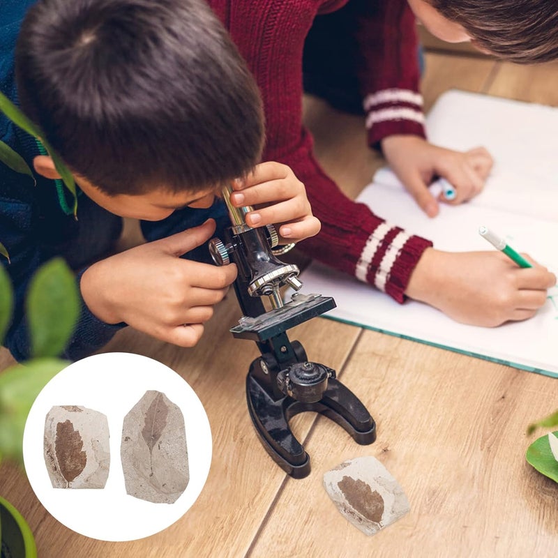 كلاراكو حفريات نبات كلاركو حفريات أوراق النباتات المتحجرة الأحجار الكريمة حفريات شجرة كزبرة البئر حفريات أوراق النخيل حفريات أوراق الجنكة مجموعة نباتات الزينة حفريات الهدايا عينات حفريات الصخور الحقيقية - Image 2