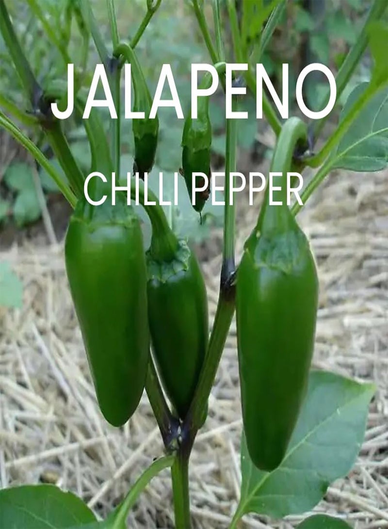 GGOOT Spicy Chili Pepper Seeds Multi-Pack - 8 Different Varieties Heirloom Chillies & Peppers Seed Kit - Image 2