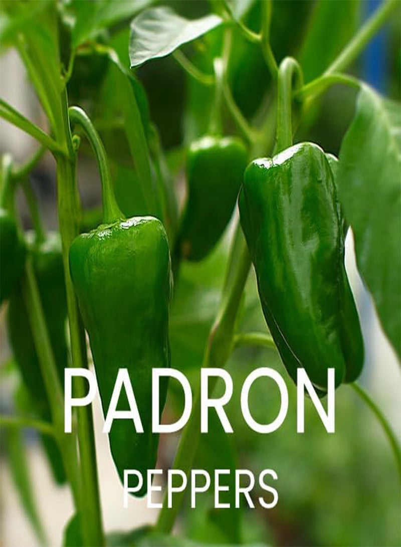 GGOOT Spicy Chili Pepper Seeds Multi-Pack - 8 Different Varieties Heirloom Chillies & Peppers Seed Kit - Image 5