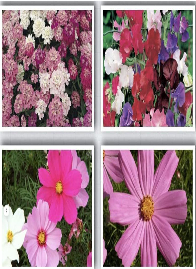 GGOOT - Dwarf Meadow Wild Flower Seeds - 10% Wildflower UK Seeds - Garden, Cottage, Balcony, School (50g) - Image 1