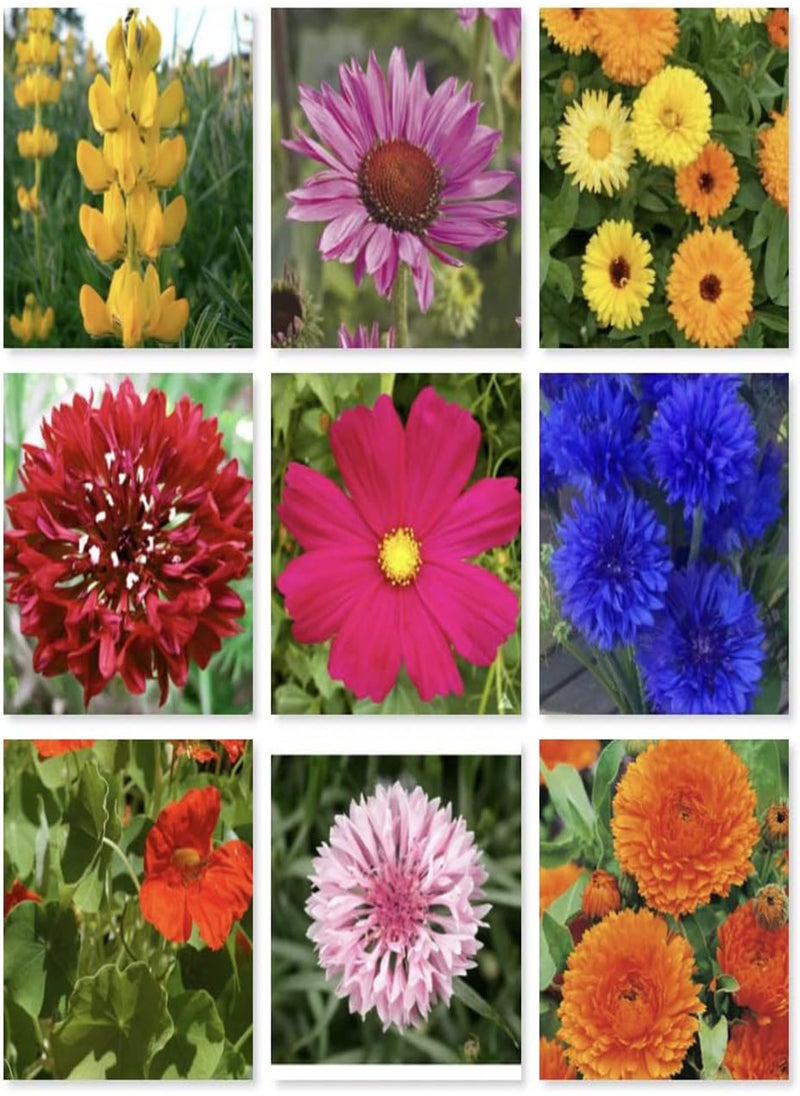 GGOOT - Dwarf Meadow Wild Flower Seeds - 10% Wildflower UK Seeds - Garden, Cottage, Balcony, School (50g) - Image 1