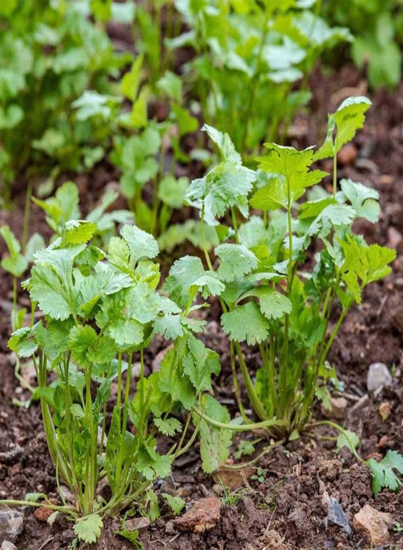 جي جوت 100 قطعة من بذور الخضروات المختلطة من 4 أنواع، نبات الكرنب والكزبرة الصغير للحديقة للزراعة في الفناء الخارجي، 1 بذور خضراوات مختلطة - Image 1