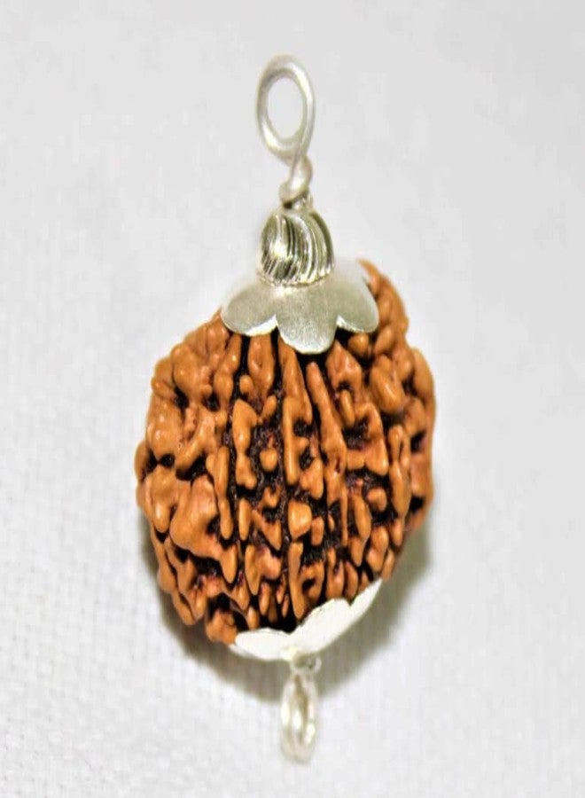 IRIS GEMS 11 Mukhi Rudraksha Nepali 11 मुखी रुद्राक्ष 11 Face Rudraksha Original Certified by Lab ग्यारह मुखी रुद्राक्ष Gyarah Mukhi Rudraksha Mala for Men Women Brown Eleven Faced Rudraksha by IRIS GEMS - Image 1