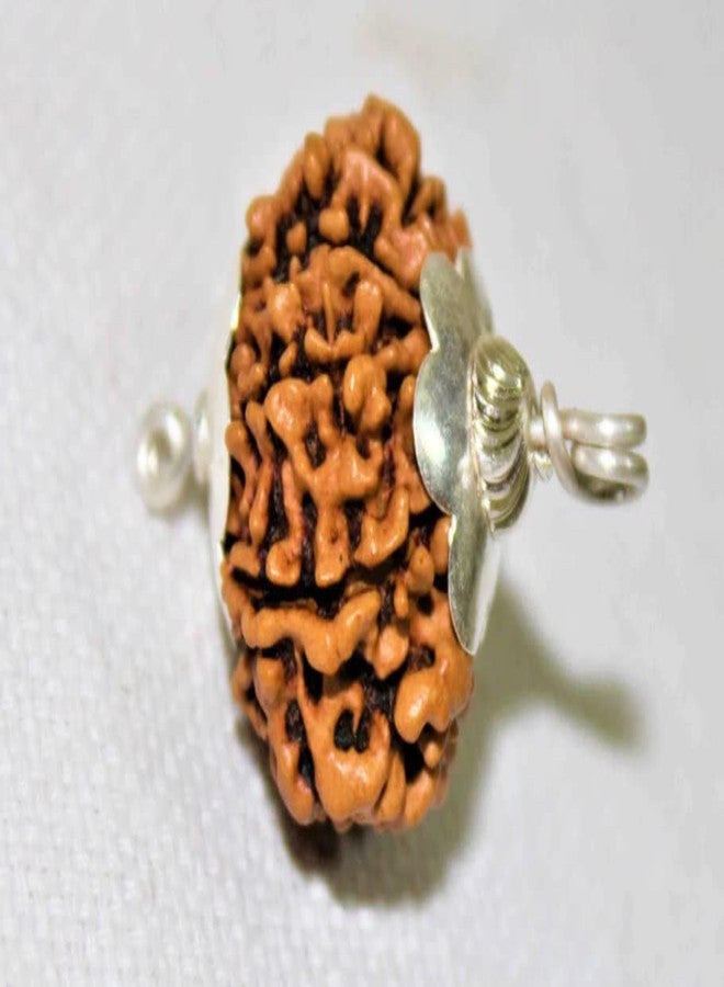 IRIS GEMS 11 Mukhi Rudraksha Nepali 11 मुखी रुद्राक्ष 11 Face Rudraksha Original Certified by Lab ग्यारह मुखी रुद्राक्ष Gyarah Mukhi Rudraksha Mala for Men Women Brown Eleven Faced Rudraksha by IRIS GEMS - Image 2