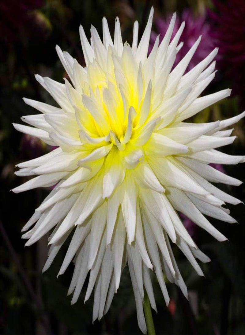 GGOOT 100pcs dahlia seeds with pleasant fragrance attract bees butterflies planted in four seasons loved by friends create a unique artistic landscape - Image 2