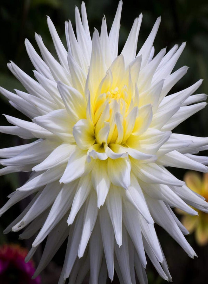 GGOOT 100pcs dahlia seeds with pleasant fragrance attract bees butterflies planted in four seasons loved by friends create a unique artistic landscape - Image 1