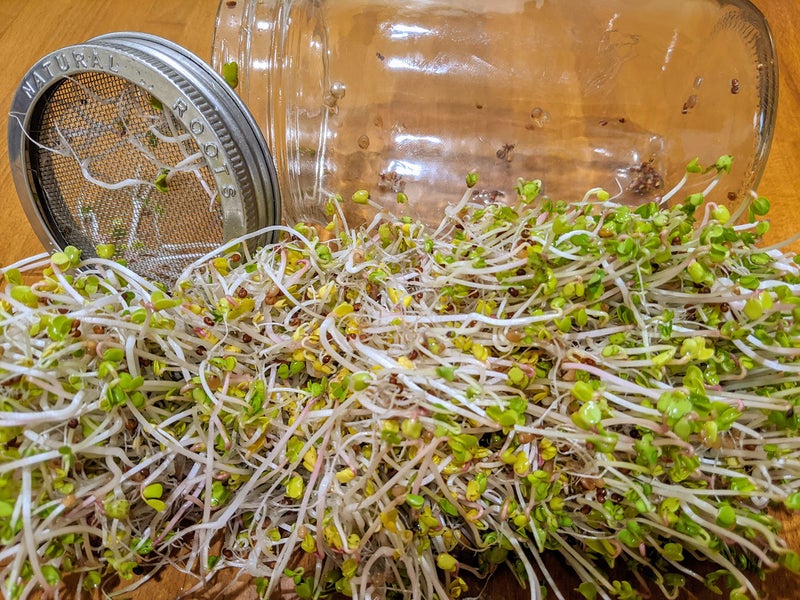 NATURAL ROOTS عبوة متنوعة من بذور الإنبات: بروكلي، البرسيم، فجل، فاصوليا مونغ ومزيج السلطة للإنبات والميكروجرين. غير معدلة وراثيًا. عبوة تحتوي على 10 بذور مقاسة مسبقًا لأواني أو صواني بحجم ربع جالون. - Image 5
