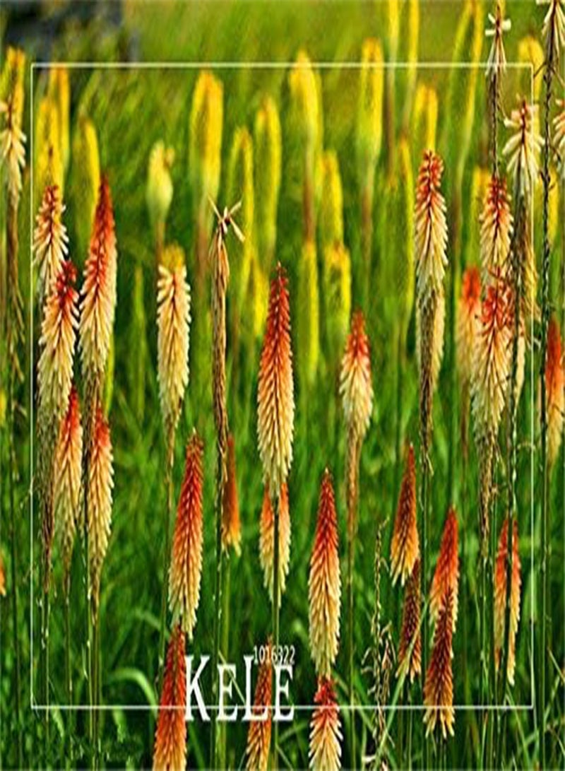 جي جوت عرض خاص! ١٠ بذور زهرة كنيفوفيا، نباتات جميلة، أزهارها طويلة ومشرقة، بألوان نارية، وخفيفة - أرسيس جديد - Image 2