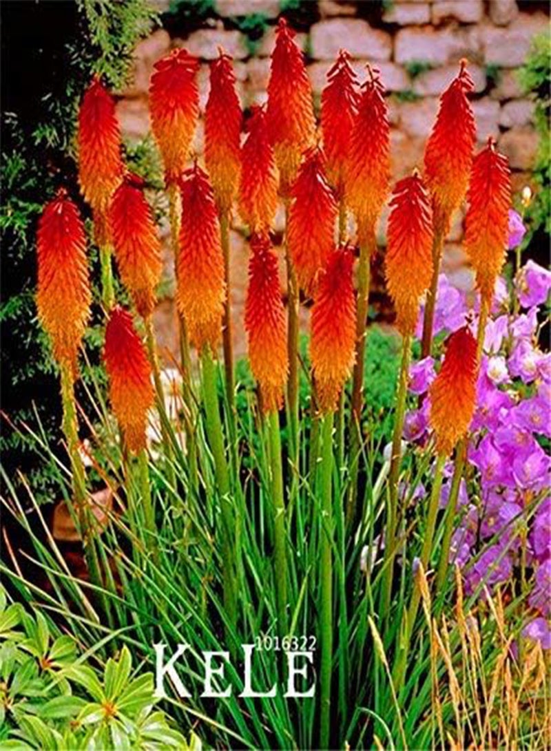 جي جوت عرض خاص! ١٠ بذور زهرة كنيفوفيا، نباتات جميلة، أزهارها طويلة ومشرقة، بألوان نارية، وخفيفة - أرسيس جديد - Image 3