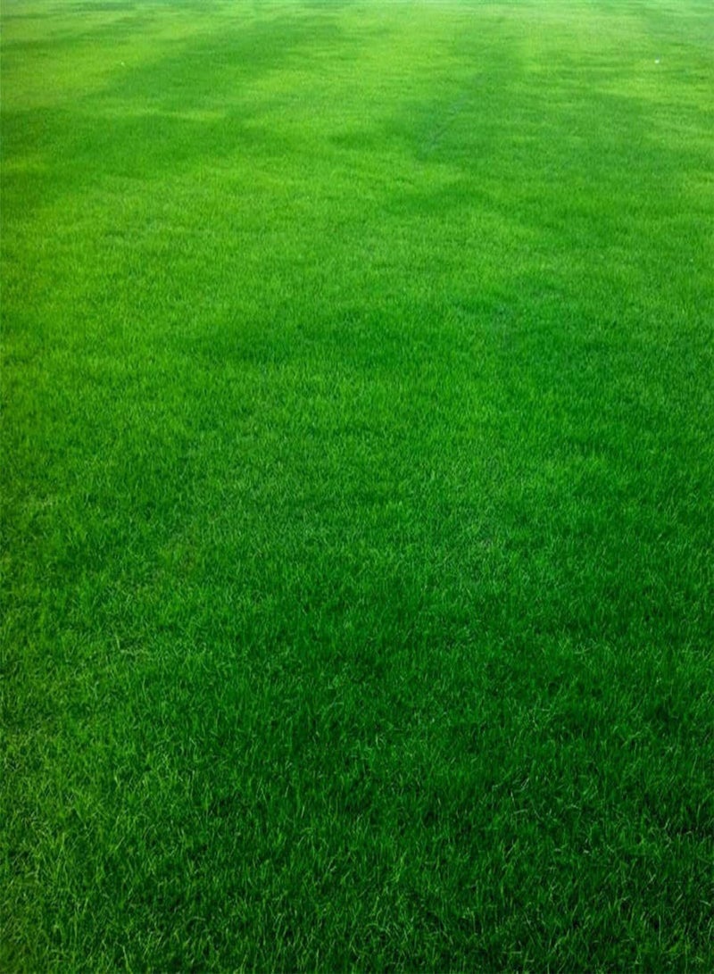 GGOOT Green Garden Flower Plants-100Pcs Festuca Arundinacea Seeds Soccer Field Golf Course Lawn Grass Decor - Festuca Arundinacea Seeds - Image 1