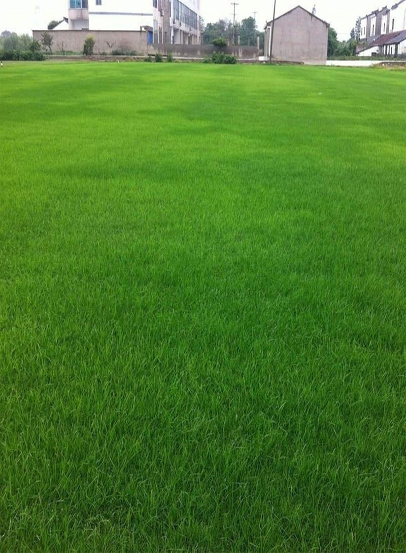 GGOOT Green Garden Flower Plants-100Pcs Festuca Arundinacea Seeds Soccer Field Golf Course Lawn Grass Decor - Festuca Arundinacea Seeds - Image 5