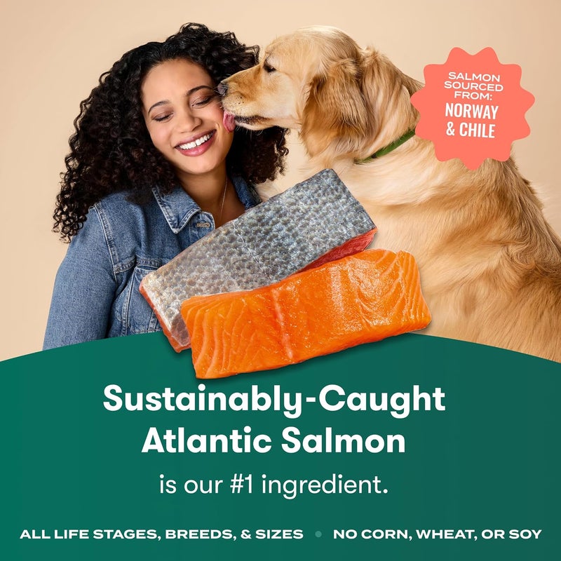 JINX Premium Dry Dog Food, for All Life-Stages - Real Salmon, Brown Rice & Sweet Potato Kibble with Superfoods for Immune Support & Probiotics for Digestive Support - No Fillers – 4lb - Image 2