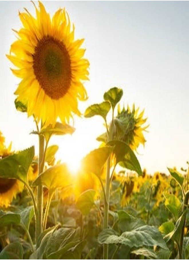 Kiehl's - Kiehl’s Sunflower Color Preserving Conditioner 30ml – Protect, Nourish & Maintain Vibrant Hair Color - Image 1