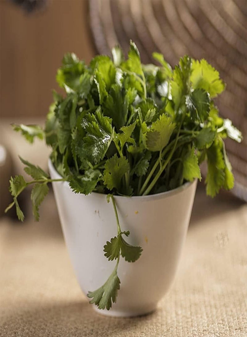 GGOOT 150pcs Heirloom Green Unique Coriander Seeds Has Special Smell Often Used As Auxiliary Herbs Vegetable Collocation Planted Indoors Outdoors - Image 1