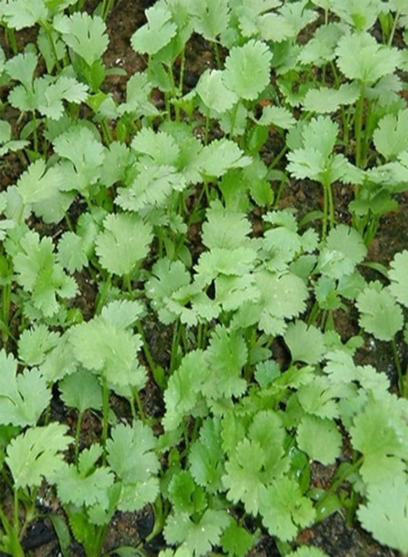 GGOOT 150pcs Heirloom Green Unique Coriander Seeds Has Special Smell Often Used As Auxiliary Herbs Vegetable Collocation Planted Indoors Outdoors - Image 2