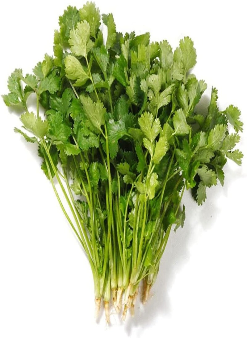 GGOOT 150pcs Heirloom Green Unique Coriander Seeds Has Special Smell Often Used As Auxiliary Herbs Vegetable Collocation Planted Indoors Outdoors - Image 3