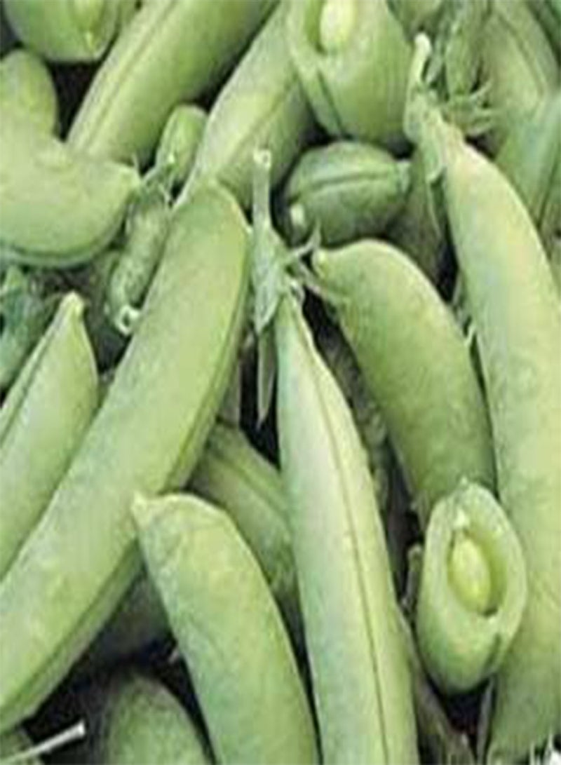 Pea Sugar Snap 100 Seeds