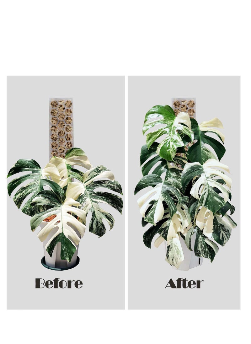 SYOSI 2 Pcs 17 Inch Plastic Moss Pole for Plants Monstera, Designed Specifically for Climbing Plants, Stackable Plant Support,  Indoor Plants Plant Support Poles Work with Sphagnum Moss  - Image 4