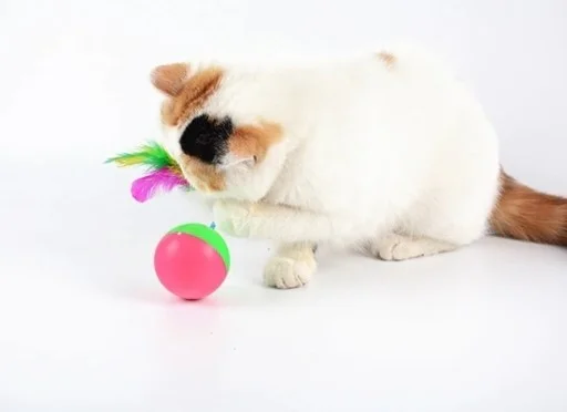 5DM Cat Game Ball Mouse Haci Does Not Sleep