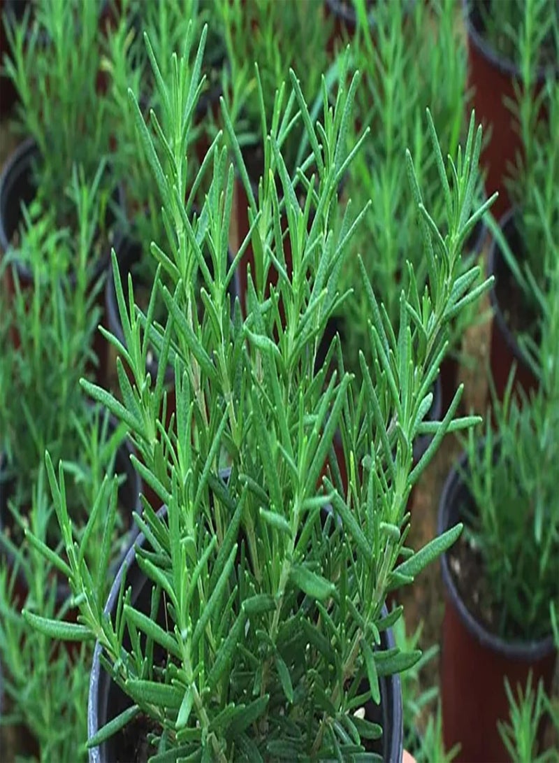 GGOOT 200pcs Rosemary seeds Herbs for Garden Landscapes Perfect for Potted Hanging Baskets Fresh Fragrant Does Not Need Much Care - Image 1