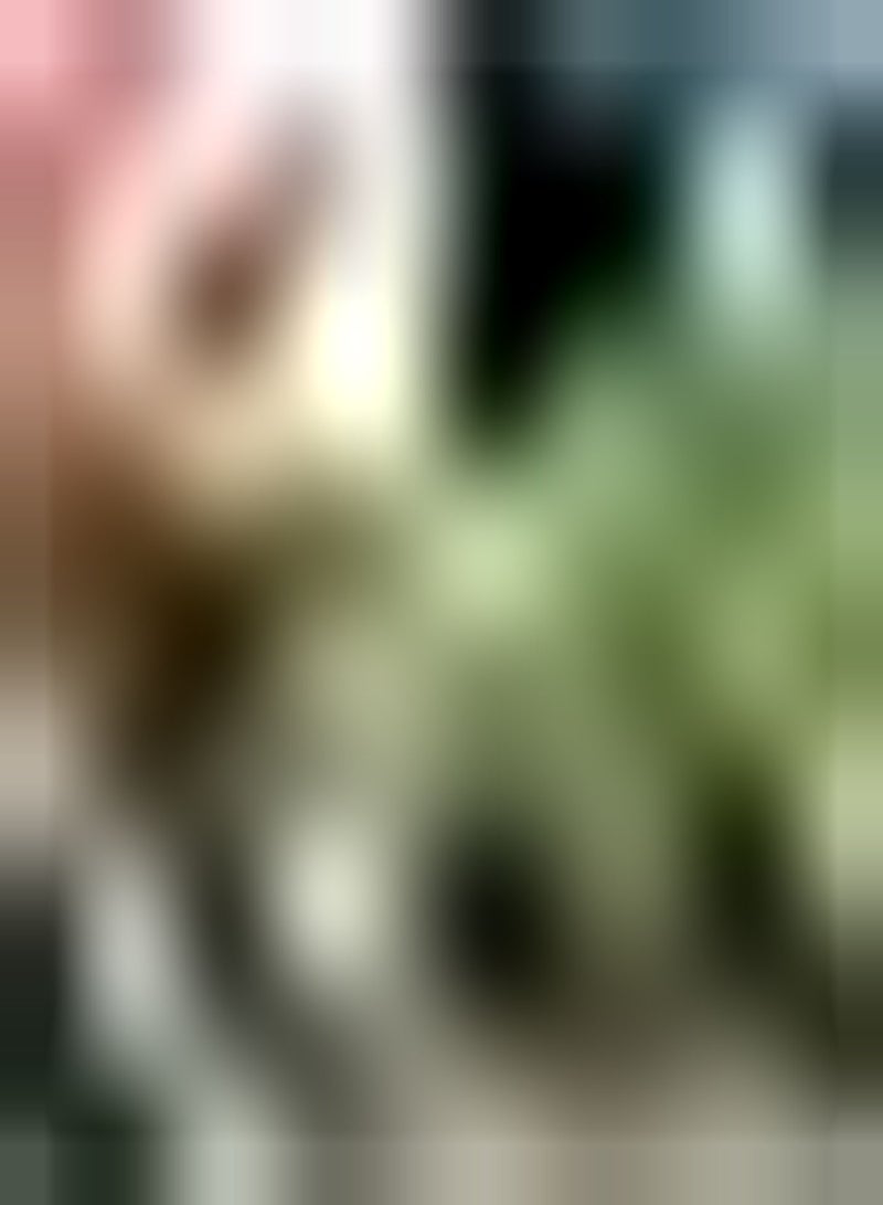 GGOOT 200pcs Rosemary seeds Herbs for Garden Landscapes Perfect for Potted Hanging Baskets Fresh Fragrant Does Not Need Much Care - Image 2