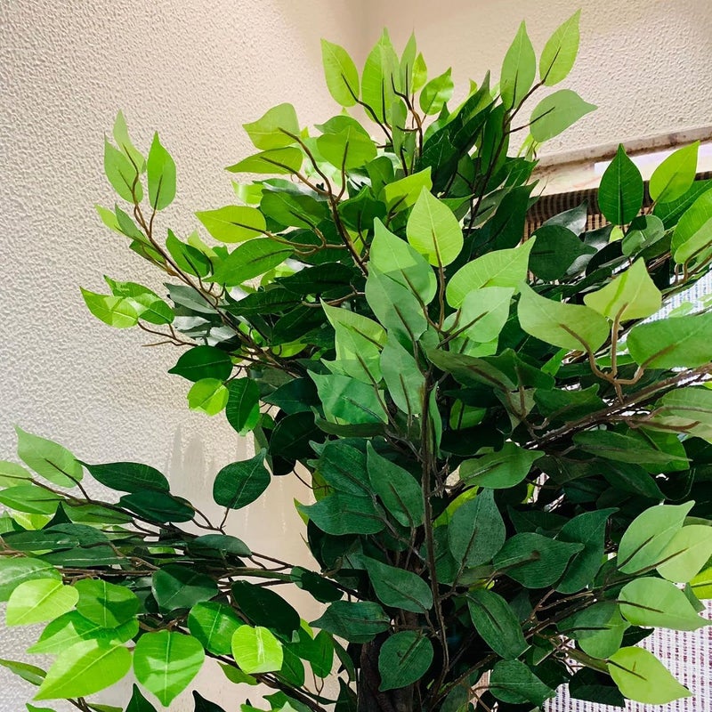 ARICK DECOR Arickdecor Artificial Ficus Plant for Home DecorOffice DecorGifting Natural Looking Indoor Plant with Pot 180 cm  - Image 5