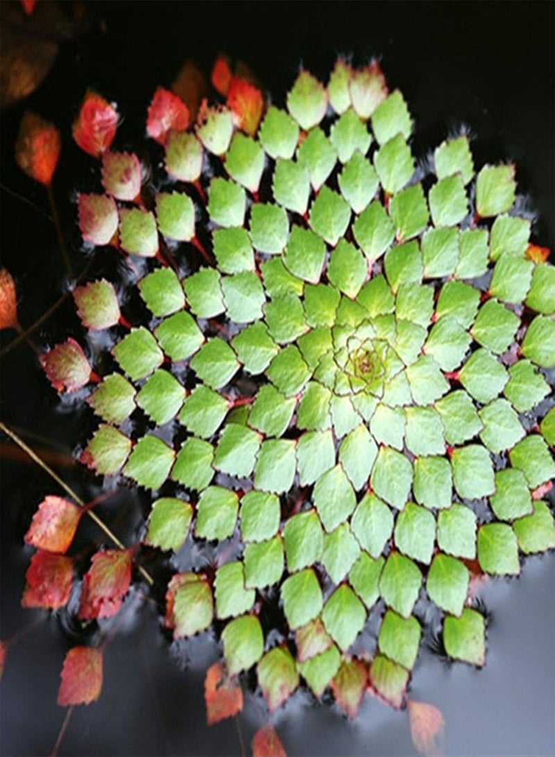 جي جوت 20 قطعة من نباتات حوض السمك المائية لودفيجيا سيديويديس - ديكور حوض السمك - لودفيجيا سيديويديس - نباتات الزهور والخضراوات والفواكه - Image 1