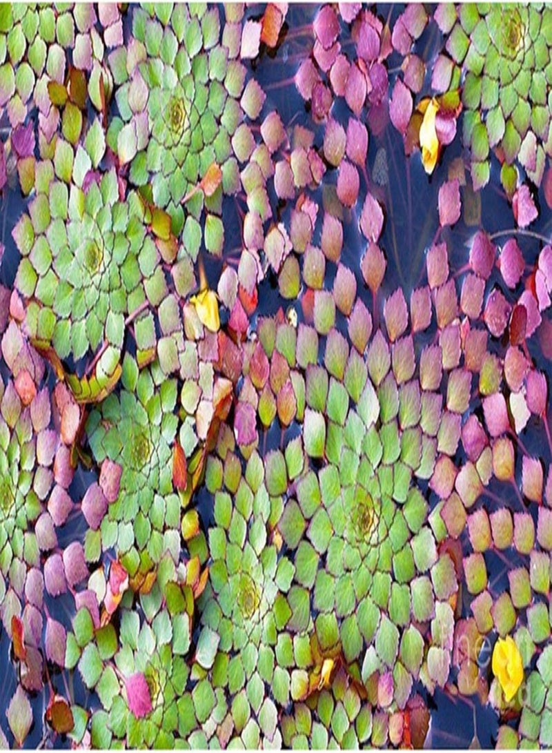 جي جوت 20 قطعة من نباتات حوض السمك المائية لودفيجيا سيديويديس - ديكور حوض السمك - لودفيجيا سيديويديس - نباتات الزهور والخضراوات والفواكه - Image 5